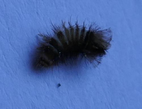 Anthrenus sp.